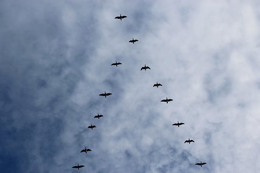 bird-migration-3945719__340.jpg